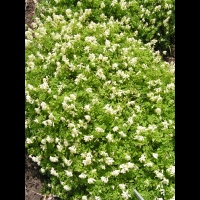 Pseudofumaria alba (fam Fumariacees) (1)